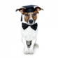 Lead Assessor