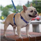 Cherrybrook: Premium Pet Supplies Shop