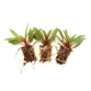 What are Common Roots of Software Bugs?